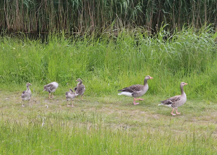Vakantiehuis Haus Am Vliet
